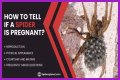 Discover The Fascinating World Of Pregnant House Spiders